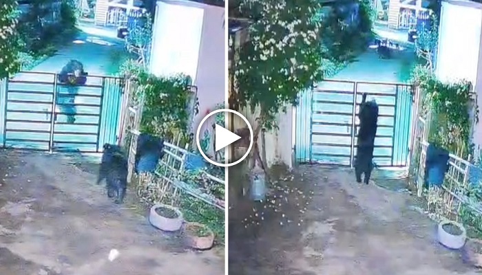 रिहायशी इलाके में फिर दिखे भालू, घर का गेट पार करते CCTV में हुए कैद; दहशत में लोग