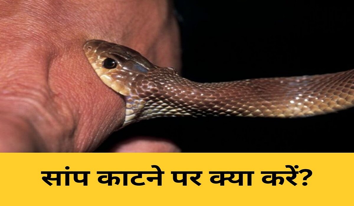 सांप काट ले तो घबराएं नहीं, तुरंत करें ये काम; पहला घंटा बचा सकता है मरीज की जान